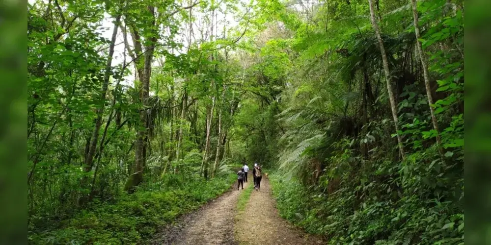 Importância da caminhada para afinar as pernas Importância da caminhada para afinar as pernas